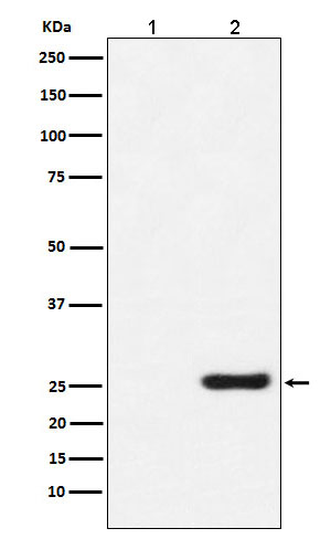 Western blot analysis of GST protein expression in (1) 293T cell lysate; (2) 293T cell transfected with GST protein lysate.