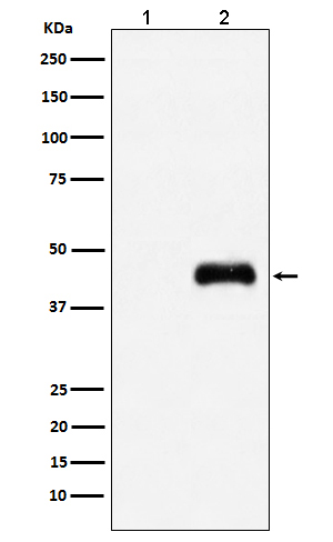 Western blot analysis of HA-tagged protein expression in (1) 293T cell lysate; (2) 293T cell transfected with HA-tagged protein lysate.