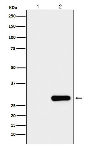 Western blot analysis of GFP protein expression in (1) 293T cell lysate; (2) 293T cell transfected with GFP protein lysate.