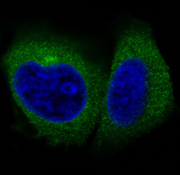 Immunofluorescent analysis of Hela cells, using Actin Antibody.