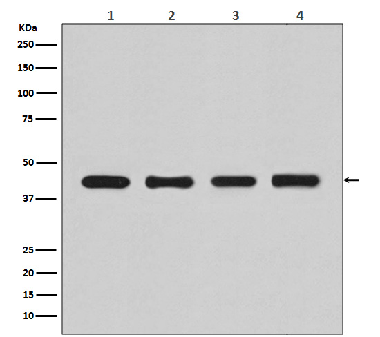 Western blot analysis of beta Actin expression in (1)HeLa cell lysate; (2)Human fetal kidney lysate; (3) NIH/3T3 cell lysate; (4) PC-12 cell lysate.