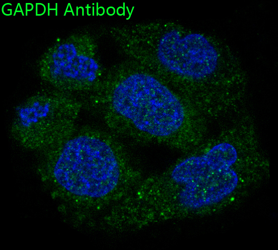 Immunofluorescent analysis of Hela cells, using GAPDH Antibody.