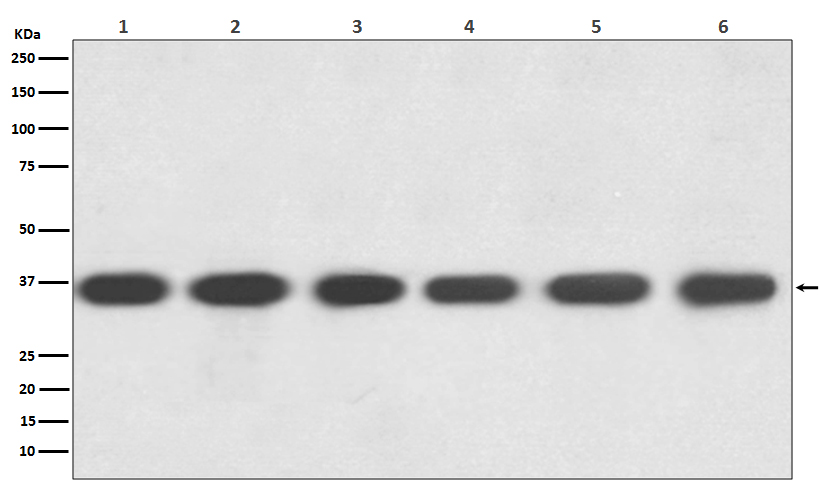 Western blot analysis of GAPDH expression in (1) Hela cell lysate; (2)Jurkat cell lysate; (3)Mouse kidney lysate; (4) Mouse spleen lysate; (5) RAW 264.7 cell lysate; (6) Rat brain lysate with GAPDH Antibody.