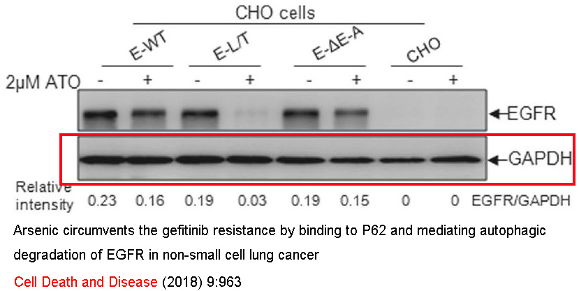 Arsenic circumvents the gefitinib resistance by binding to P62 and mediating autophagic degradation of EGFR in non-small cell lung cancer. -Cell Death and Disease