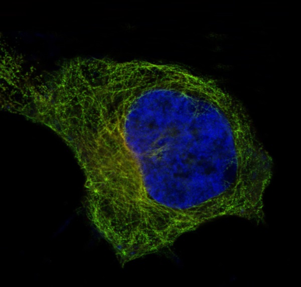 Immunofluorescent analysis of Hela cells, using beta I Tubulin Antibody .