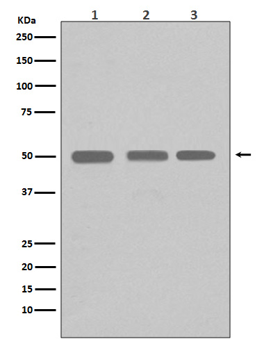 Western blot analysis of beta I Tubulin expression in (1) K562 cell lysate; (2) Jurkat cell lysate; (3) HeLa cell lysate; (4) 293T cell lysate using beta I Tubulin antibody. 