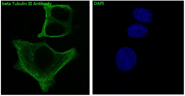 Immunofluorescent analysis of MCF7 cells, using beta III Tubulin Antibody .