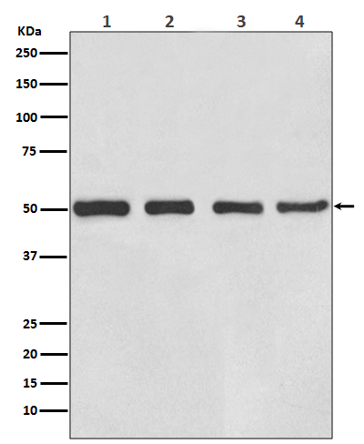 Western blot analysis of beta III Tubulin expression in (1) HeLa cell lysate; (2) PC-12 cell lysate; (3) Mouse brain lysate; (4) Rat brain lysates with beta Tubulin III Antibody.