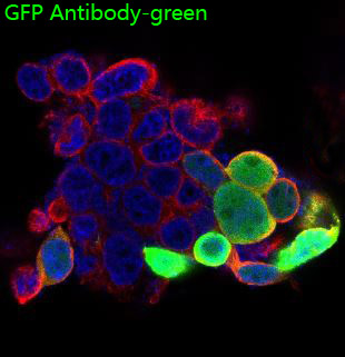 Immunofluorescent analysis of 293 cells, using GFP Antibody .