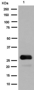Western blot analysis of GFP expression in 293 cell lysate transfected with GFP.