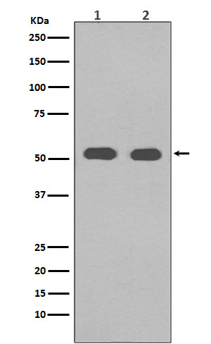 Western blot analysis of alpha Tubulin in (1) Hela cell lysate; (2) NIH/3T3 cell lysate.
