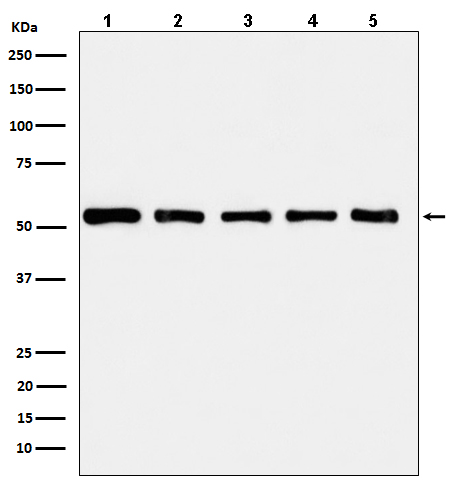 Western blot analysis of alpha Tubulin in (1) HeLa cell lysate; (2) HepG2 cell lysate; (3) NIH/3T3 cell lysate; (4) Mouse brain lysate; (5) C6 cell lysate.