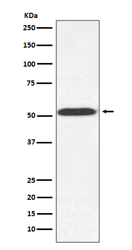 Western blot analysis of alpha Tubulin expression in Saccharomyces cerevisiae (yeast) cell lysate.