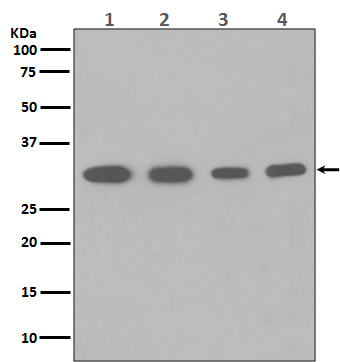 Western blot analysis of PCNA expression in (1) Hela cell lysate; (2) HepG2 whole cell lysate; (3) U937 whole cell lysate; (4) Mouse spleen lysate with PCNA Antibody. 