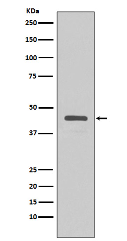 Western blot analysis of extracts from v5-tag fusion protein, using V5 tag antibody. 