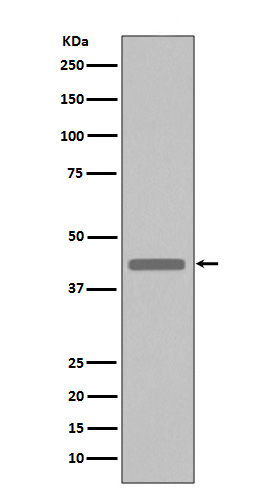 Western blot analysis of extracts from VSV-G tag fusion protein, using VSV-G tag antibody. 