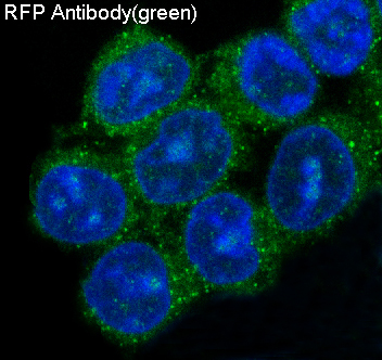 Immunofluorescent analysis of 293 cells, using RFP Antibody .