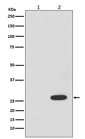 Western blot analysis of RFP expression in (1) 293T cell lysate; (2) 293T cell lysate transfected with RFP.