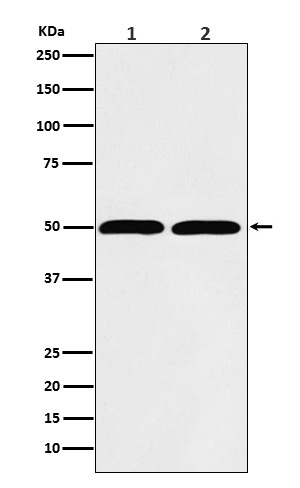 Western blot analysis of beta Tubulin expression in (1) Hela cell lysate; (2) RAW 264.7 lysate.