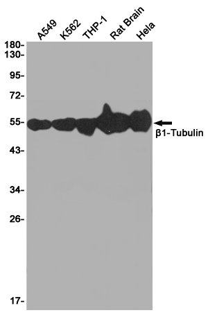 Western blot analysis of beta I Tubulin in A549,K562,THP1,Rat Brain,Hela lysates using beta I Tubulin (1H10) antibody.