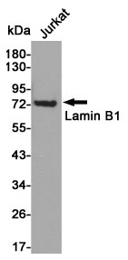 Western blot analysis of Lamin B1 in Jurkat lysates using Lamin B1 antibody.