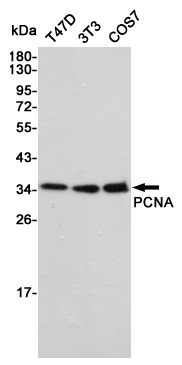 Western blot analysis of PCNA in T47D,3T3 and COS7 lysates using PCNA antibody.
