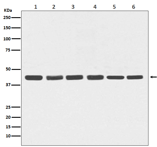 Western blot analysis of beta Actin expression in (1) Hela; (2)Human fetal kidney lysate; (3) 3T3 cell lysate; (4) PC-12 cell lysate; (5) COS-1 cell lysate; (6) Goat muscle lysate.