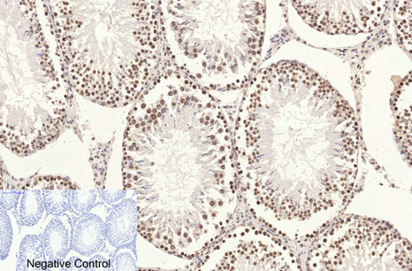 Immunohistochemistry analysis of paraffinembedded Rattestis tissue using Histone H3 antibody.