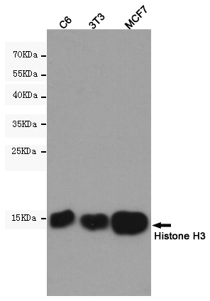 Western blot analysis of Histone H3 (6G2) in C6,3T3 and MCF7 lysates using Histon H3 antibody.