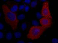Immunofluorescence analysis of VSV G tag (4A10) in 293T cells transfected with a VSVGtagged protein using VSV G tag (4A10) antibody(red), and DAPI (blue).
