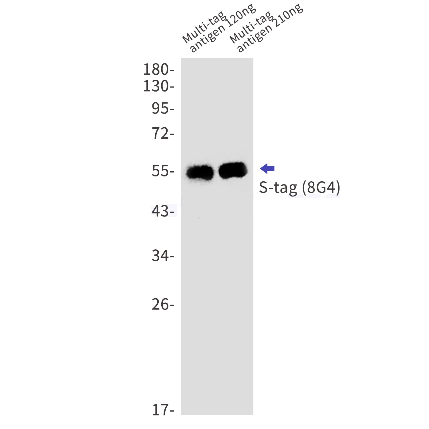 Western blot analysis of Stag (8G4) in Multitag antigen 120ng，Multitag antigen 210ng lysates using Stag (8G4) antibody.