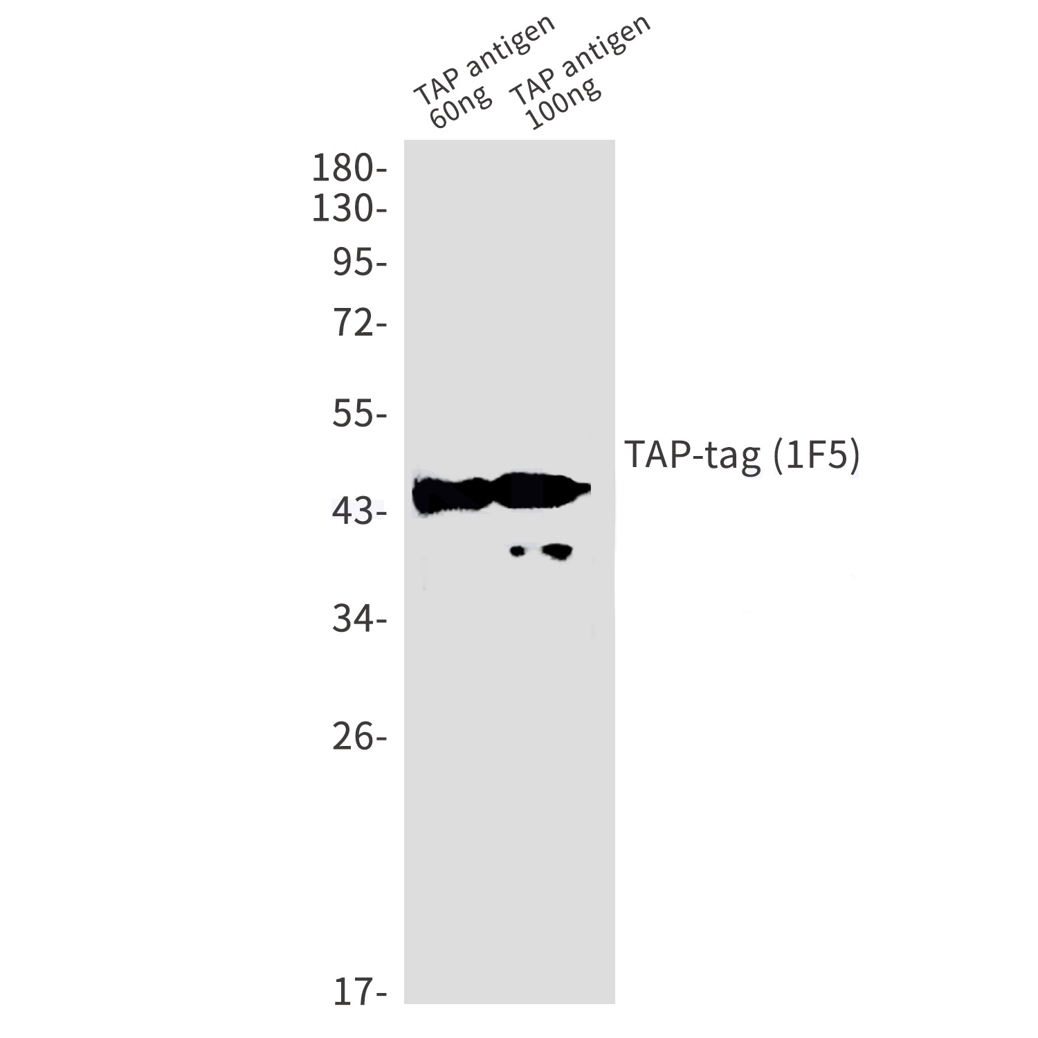 Western blot analysis of TAPtag (1F5) in TAP antigen 60ng，TAP antigen 100ng lysates using TAPtag (1F5) antibody.