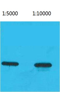 Western blot analysis of Recombinant ECFP Protein using ECFPTag Monoclonal Antibody.