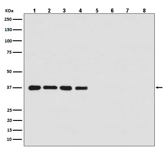 Western blot analysis of (1) Hela cell lysate; (2) Jurkat cell lysate; (3) Mouse kidney lysate; (4) Rat brain lysate with GAPDH Antibody and (5) Hela cell lysate; (6)Jurkat cell lysate; (7)Mouse kidney lysate; (8) Rat brain lysate without primary antibody