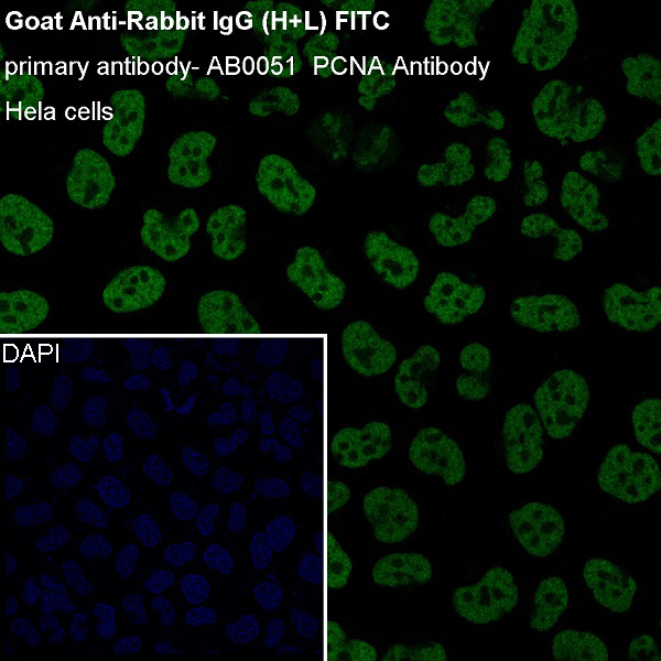 Immunofluorescent analysis of Hela cells.