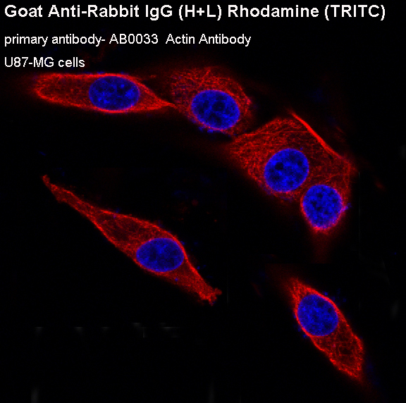 Immunofluorescent analysis of U87-MG cells.
