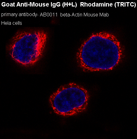 Immunofluorescent analysis of Hela cells.