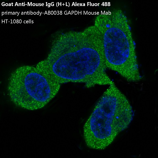 Immunofluorescent analysis of HT-1080 cells.