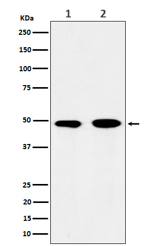 Western blot analysis of eIF3e expression in (1) 293T cell lysate; (2) Jurkat cell lysate.