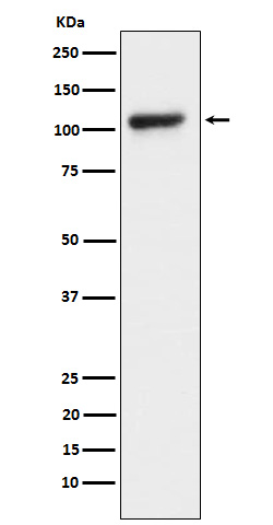 Western blot analysis of KDM1 / LSD1 expression in HeLa cell lysate.