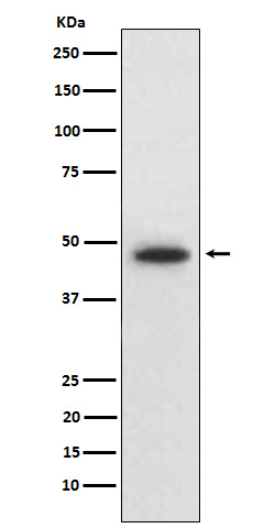 Western blot analysis of Wnt5b expression in HepG2 cell lysate.