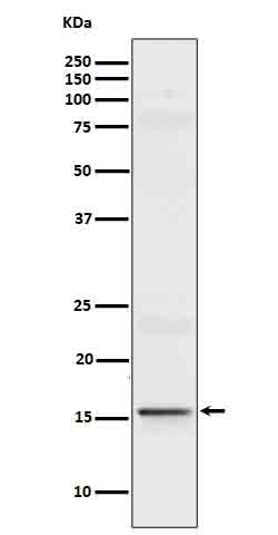 Western blot analysis of IL9 in Recombinant Human IL9 protein cell lysate.