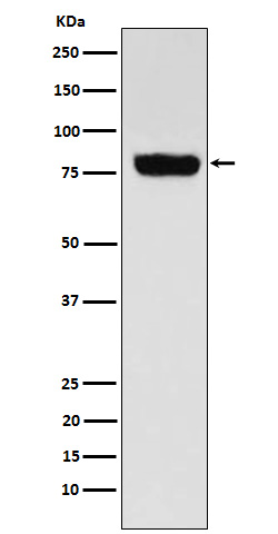 Western blot analysis of SLC22A3 expression in Human muscle cell lysate.
