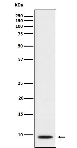 Western blot analysis of CXCL5 expression in A549 cell lysate treated with TNF alpha and TPA .