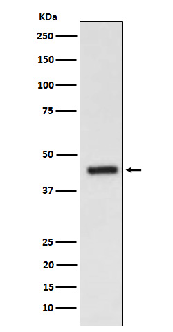 Western blot analysis of EDG3 expression in HepG2 cell lysate.