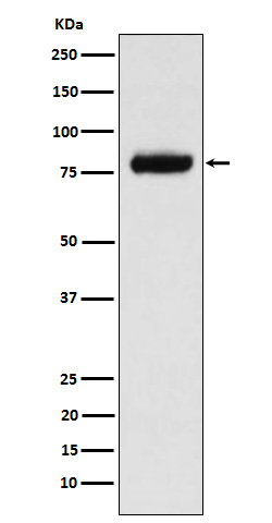 Western blot analysis of PLAP expression in MCF7 cell lysate.