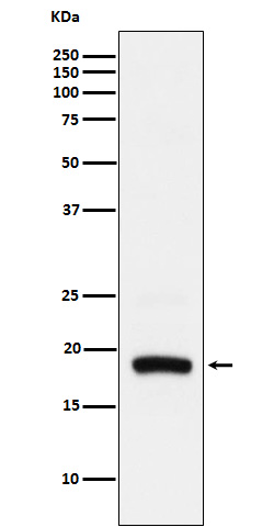 Western blot analysis of ARF5 expression in Hela cell lysate.