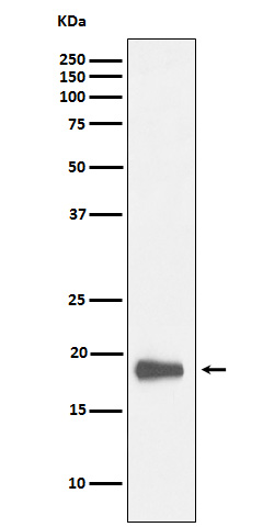 Western blot analysis of HMGN2 expression in K562 cell lysate.