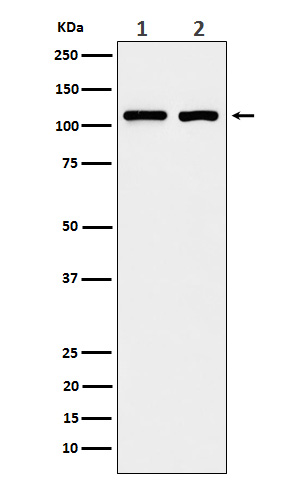 Western blot analysis of eIF3B expression in (1) A431 cell lysate; (2) 293T cell lysate.