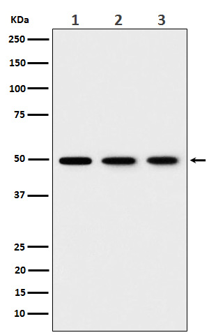 Western blot analysis of EEF1G expression in (1) 293T cell lysate; (2) HepG2 cell lysate; (3) NIH/ 3T3 cell lysate.